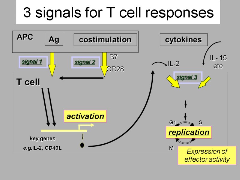 3 signals for T cell responses signal 1 Ag IL-2 IL- 15  